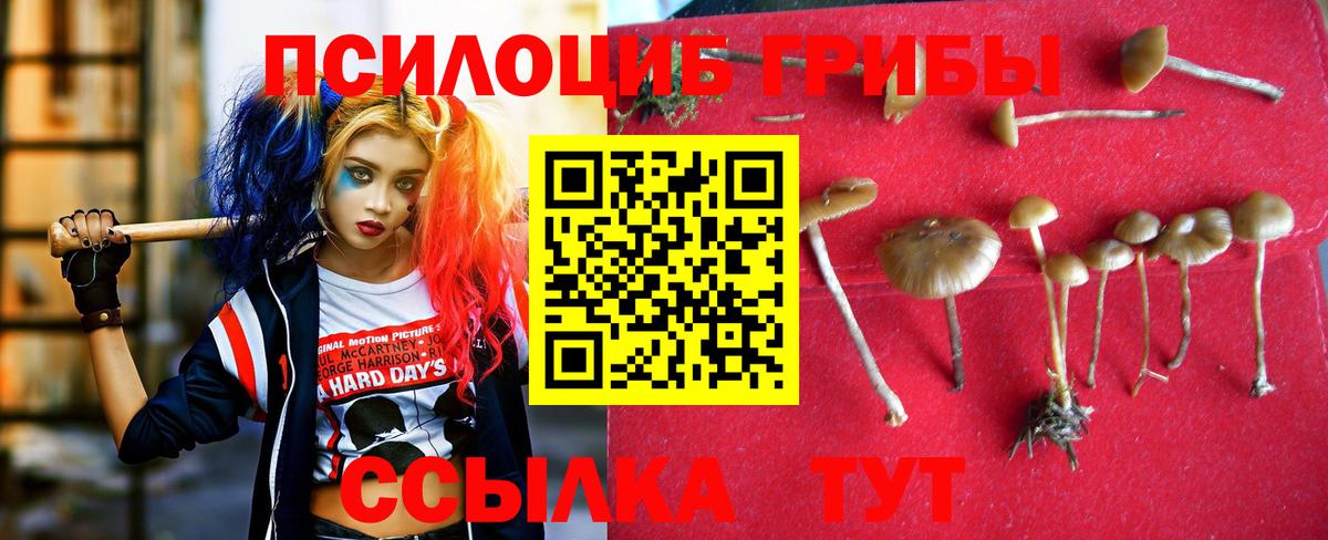 Псилоцибиновые грибы Cubensis Усть-Кут